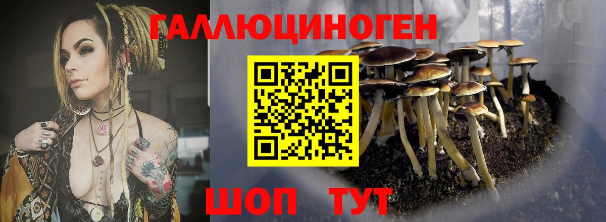 Галлюциногенные грибы Psilocybe Балтийск